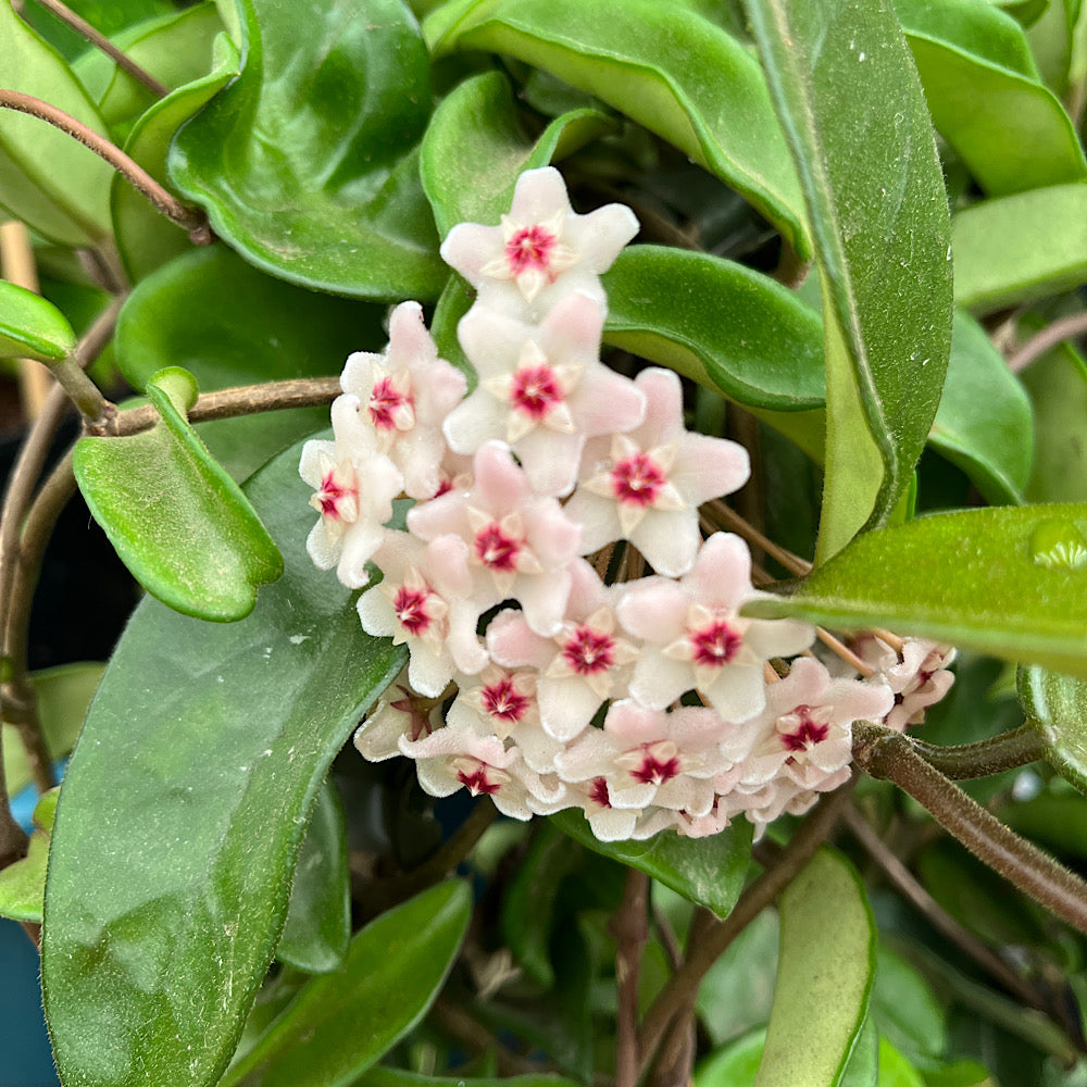 Wax Plant | Hoya Green – Cape Garden Online