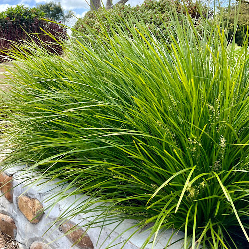 Landscape Grass Tuff Tray Mat