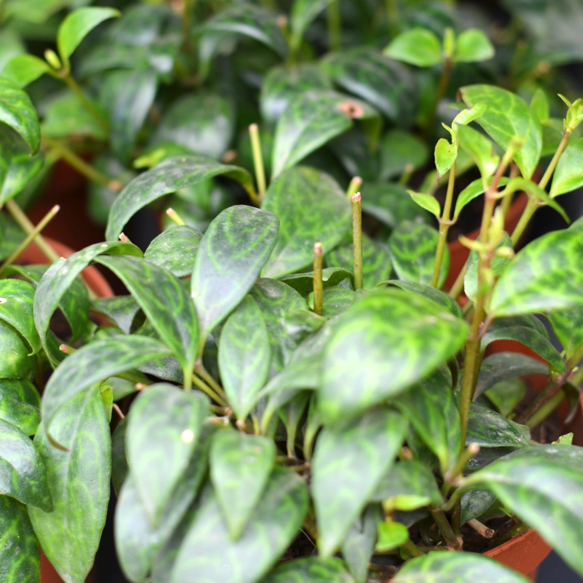 lipstick-vine-aeschynanthus-black-pagoda-in-cape-town-cape-garden