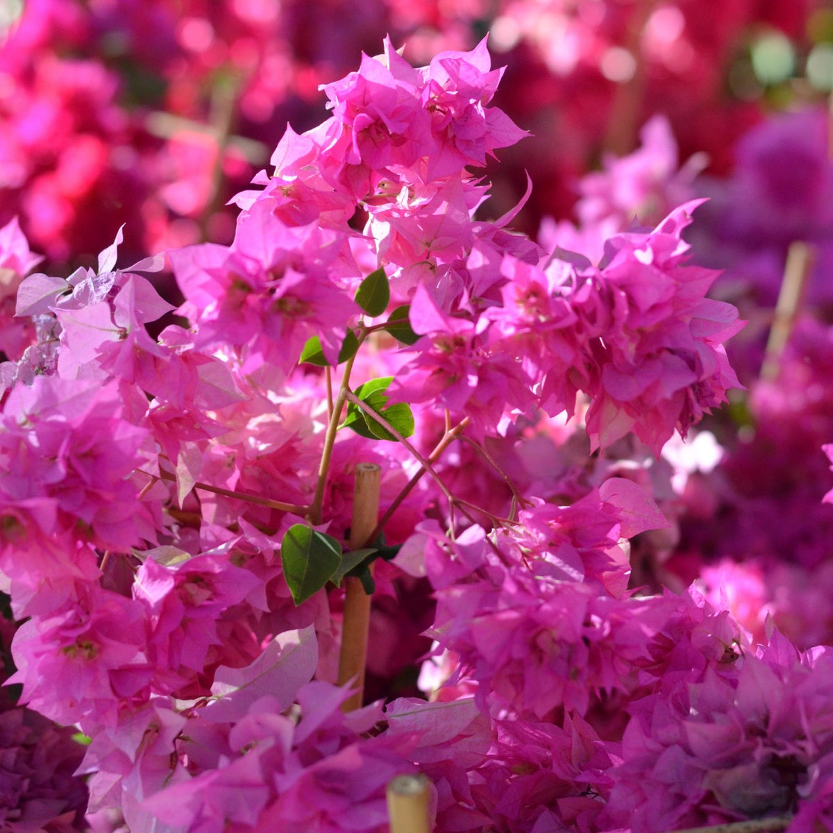 bougainvillea-philippine-parade-cape-garden-online