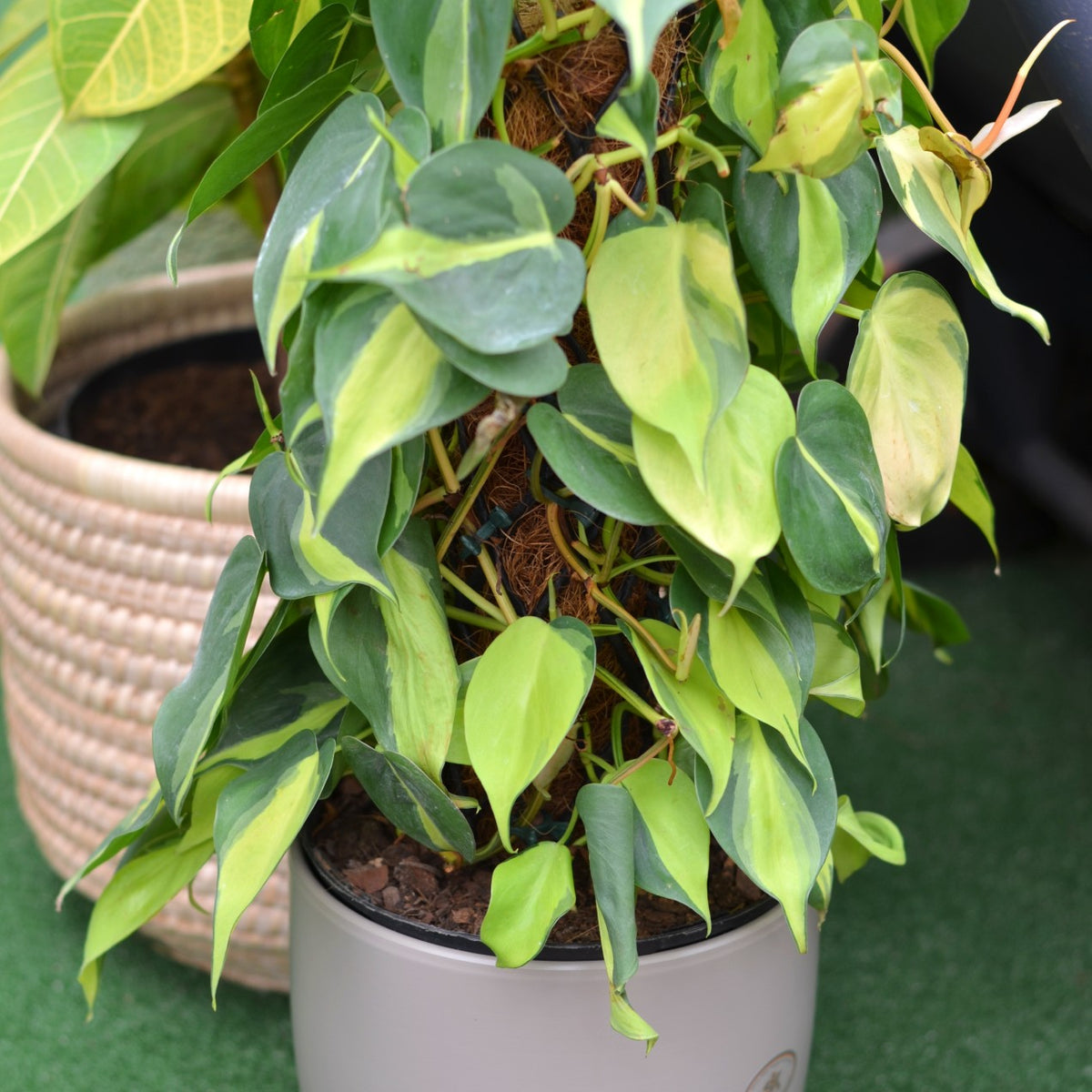 Philodendron Mica Mini – Cape Garden Online