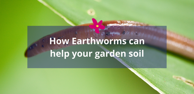 How Earthworms can help your garden soil