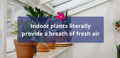 Indoor plants literally provide a breath of fresh air