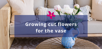 Growing cut flowers for the vase