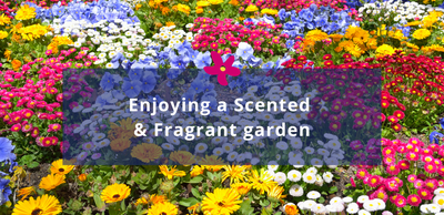 Enjoying a Scented & Fragrant garden