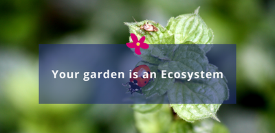 Your garden is an Ecosystem