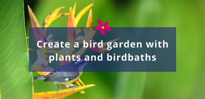 Create a bird garden with plants and birdbaths