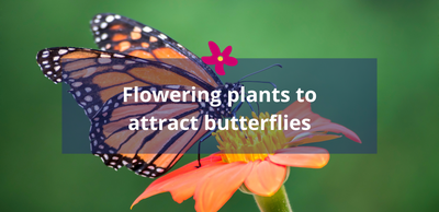 Flowering plants to attract butterflies