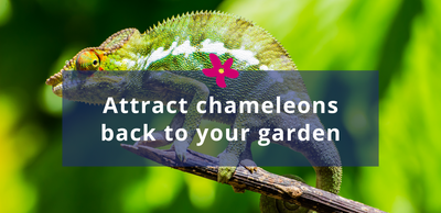 Attract Chameleons back to your garden