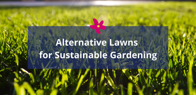 Alternatives for Lawns for Sustainable Gardening