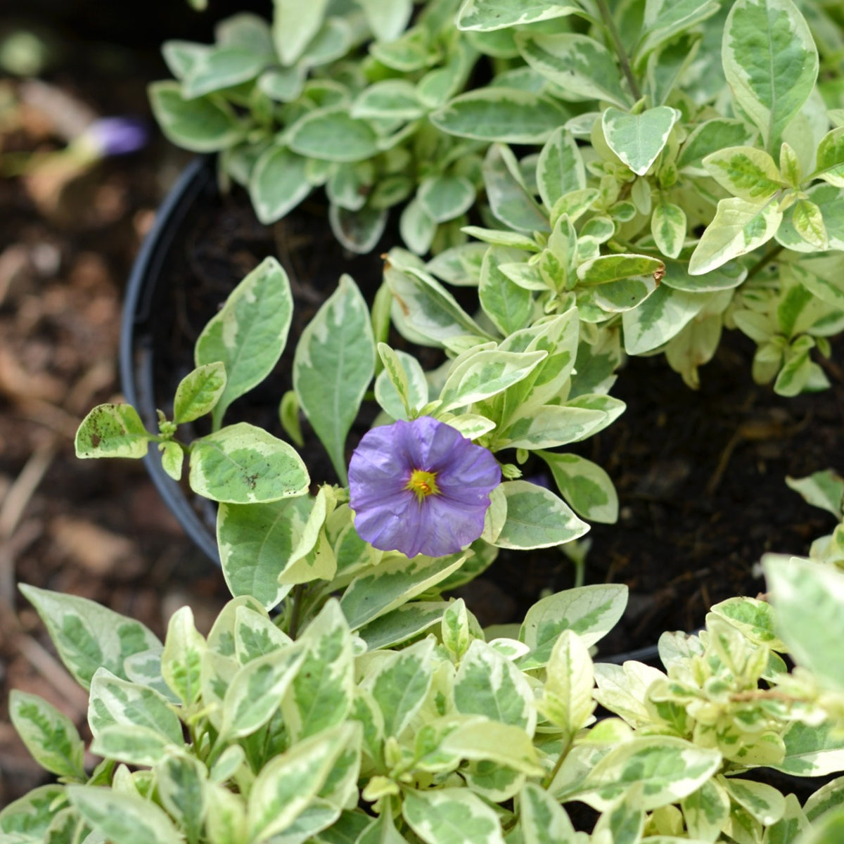 potato-bush-lycianthes-solanum-variegata-cape-garden-online