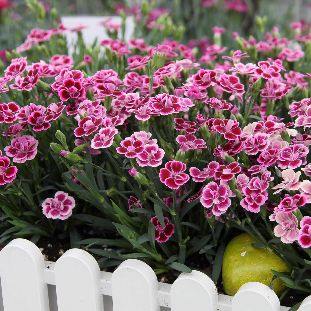 Dianthus pink deals kisses