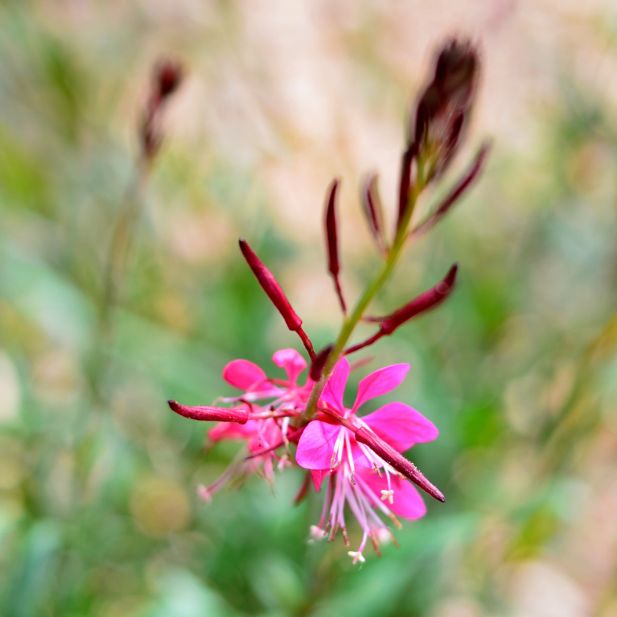 Gaura 'Ice Cream Pink' – Cape Garden Online