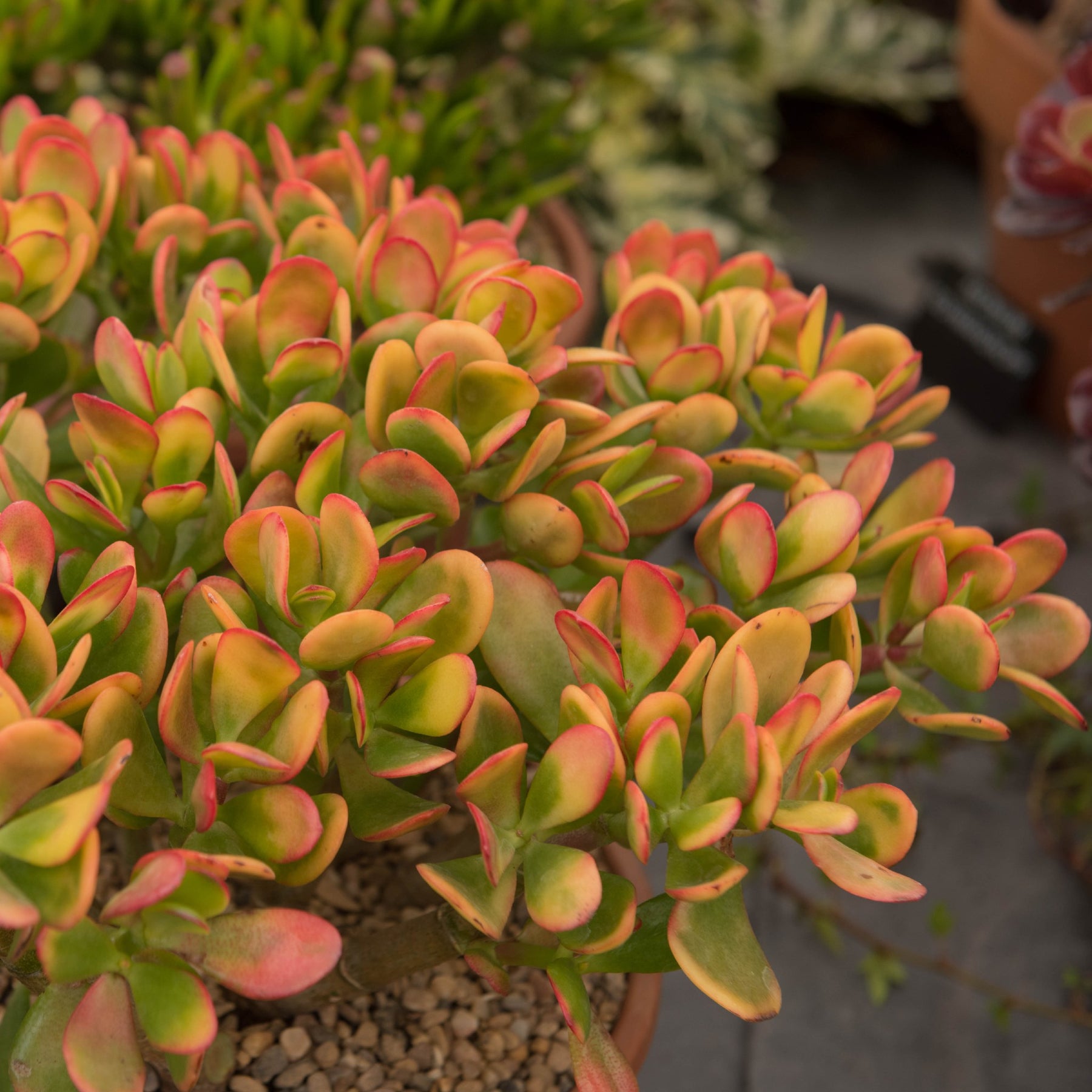 Succulents – Cape Garden Online