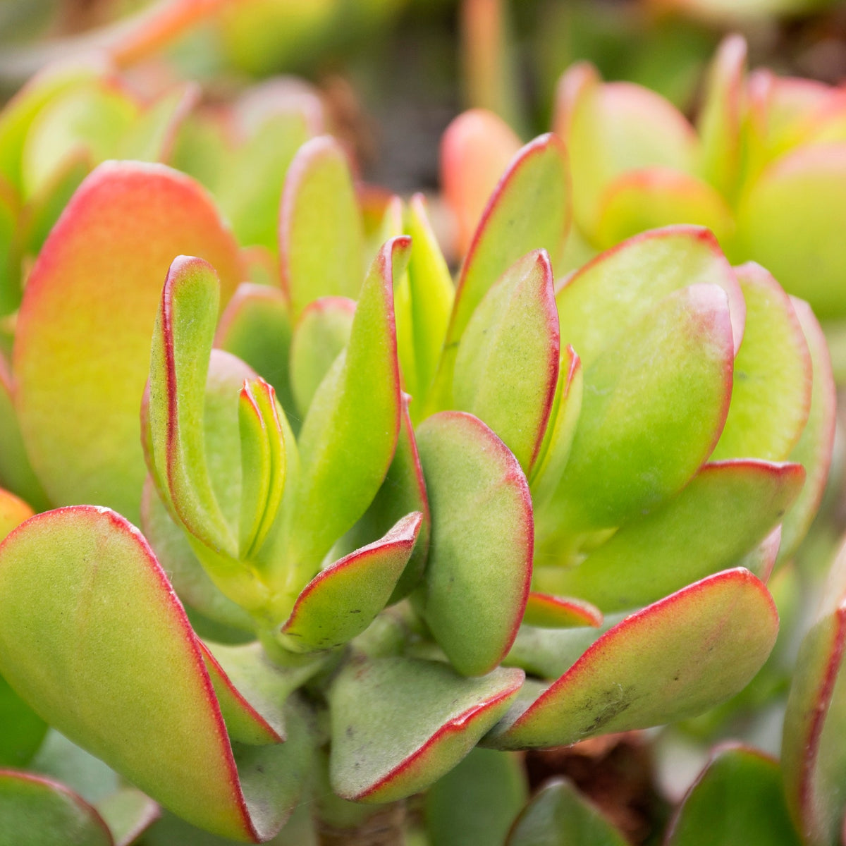 Jade Plant 