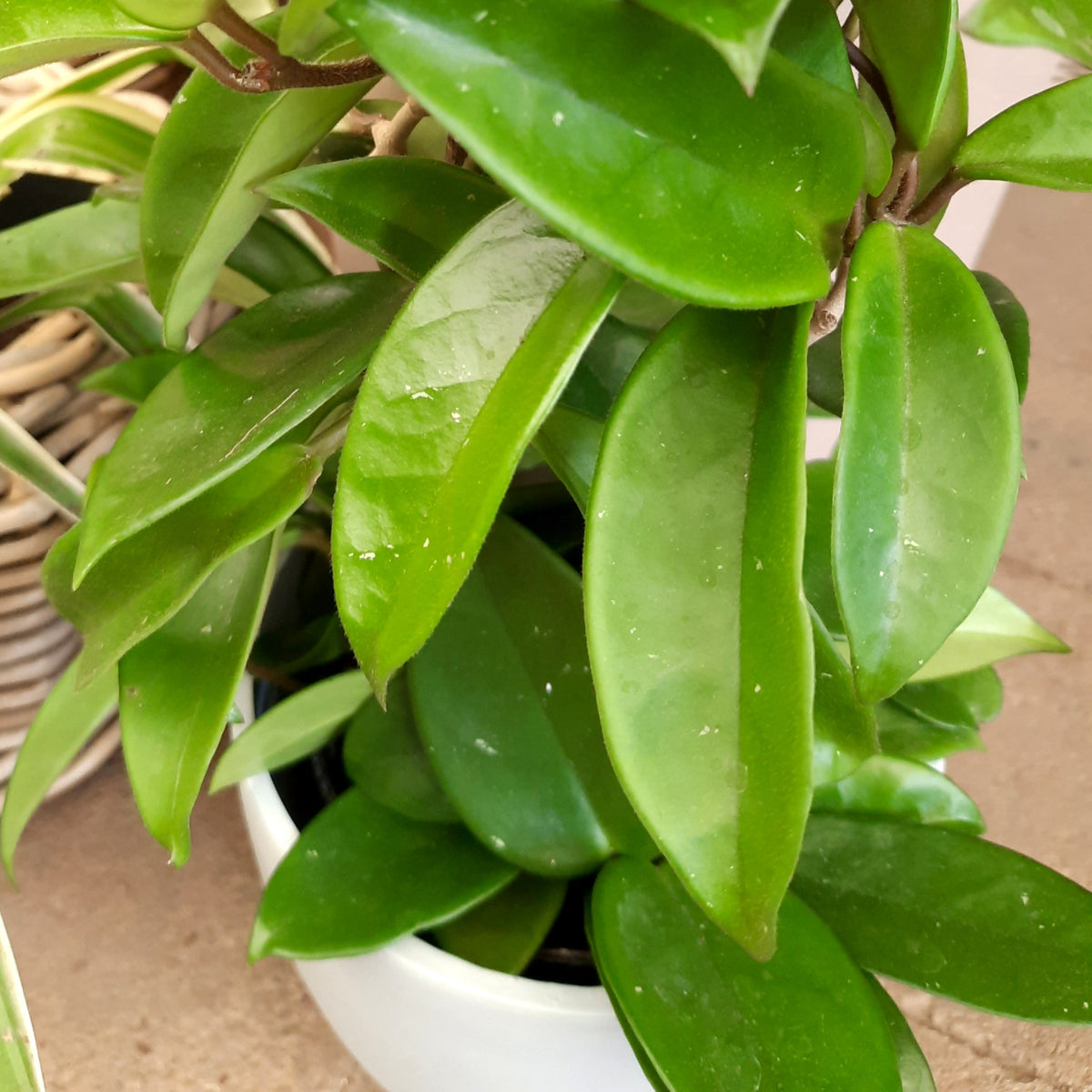 Wax Plant | Hoya Green – Cape Garden Online