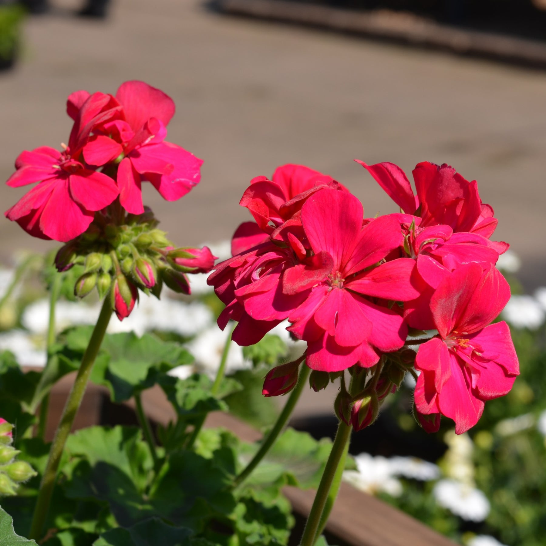 Geranium Pelargonium Calliope Hot Rose Cape Garden Online