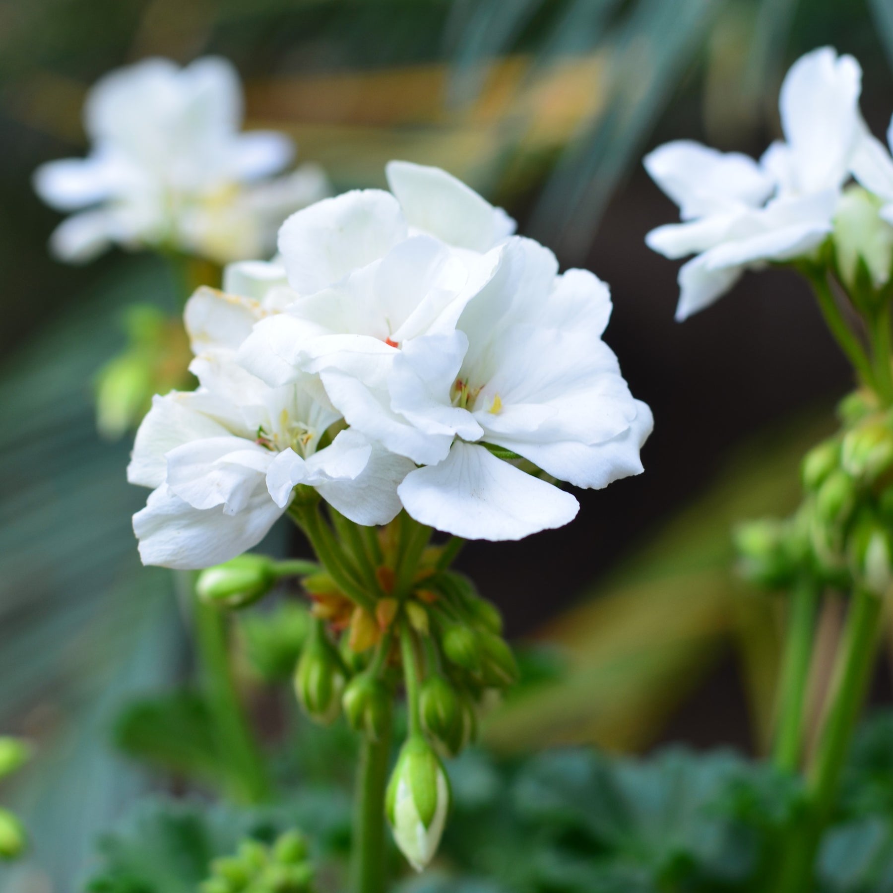 13+ White Geranium Flower