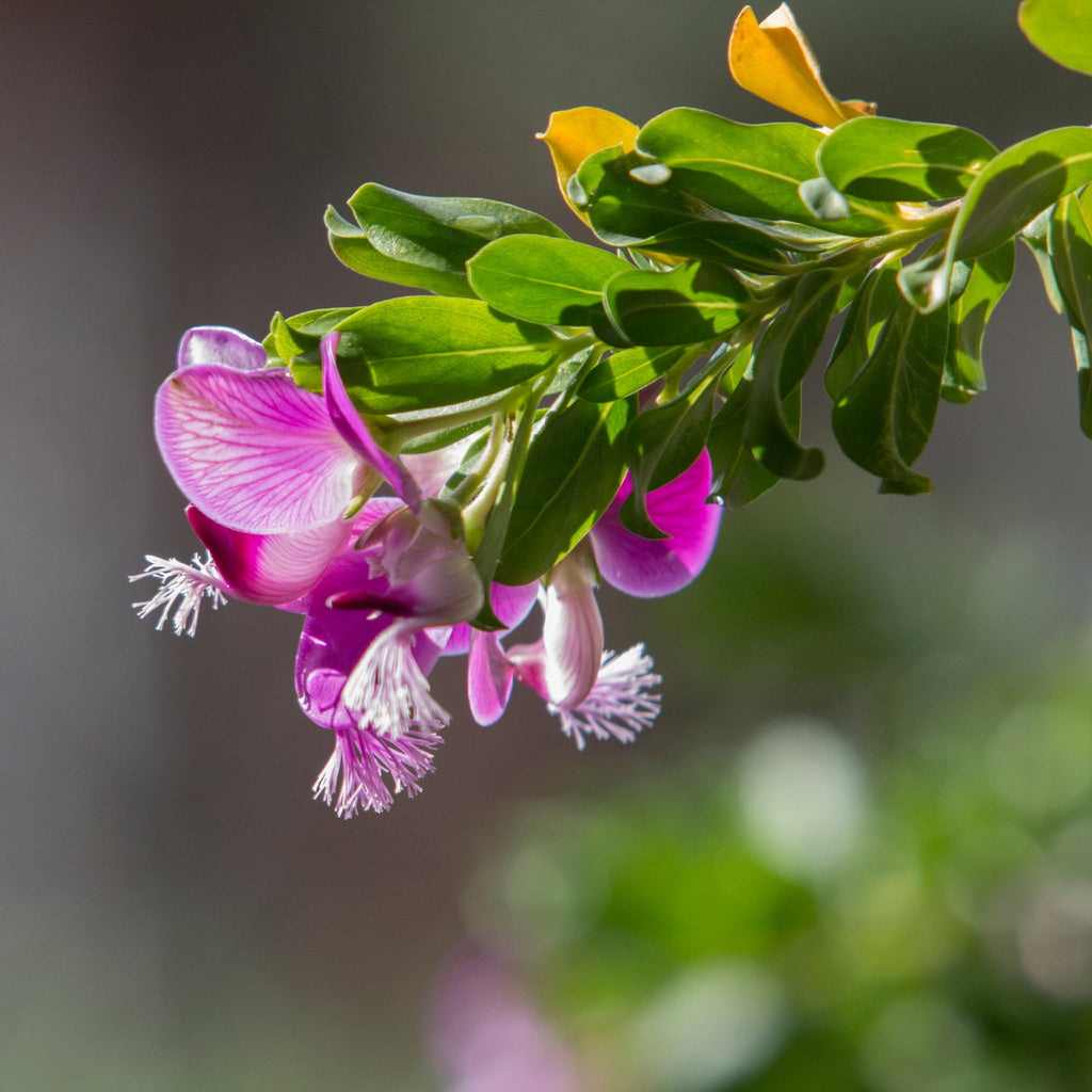 Serruria Florida, Blushing Bride, Plants A-Z