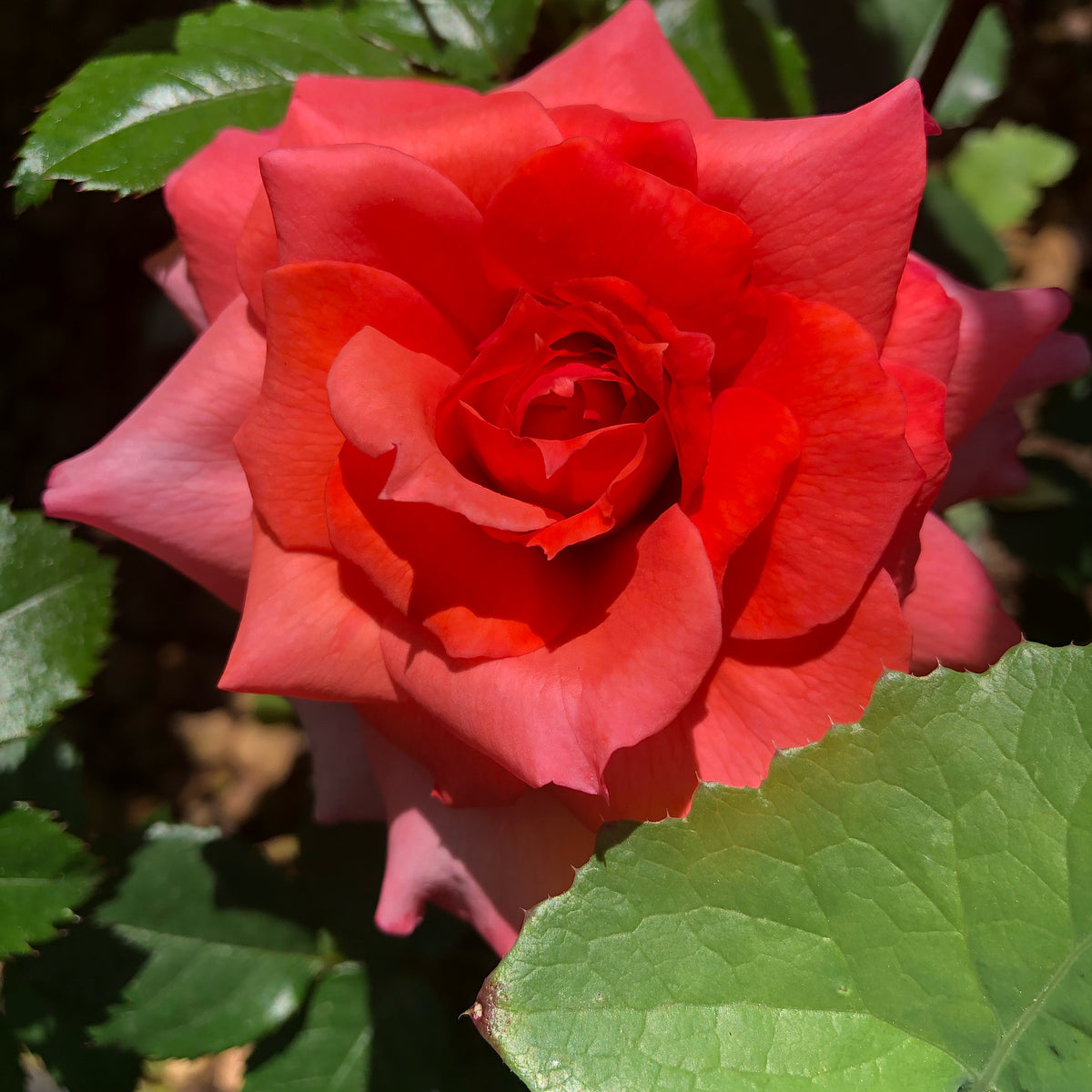 Nelson Mandela Rose | Rosa Nelson Mandela – Cape Garden Online